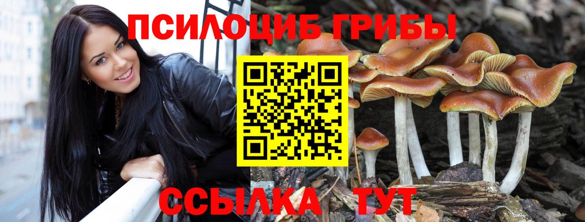где купить наркотик  Галлюциногенные грибы GOLDEN TEACHER  Вход с VPN  Курчатов 